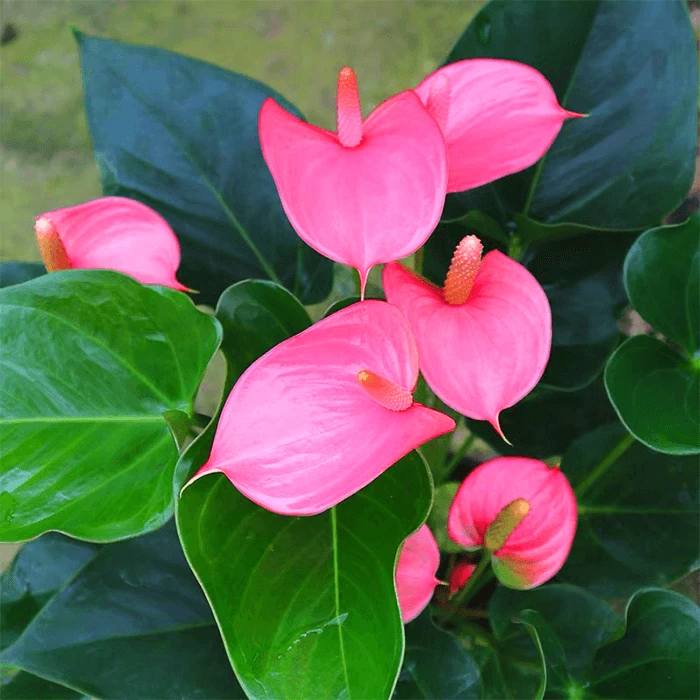 Anthurium Flamingo Pink
