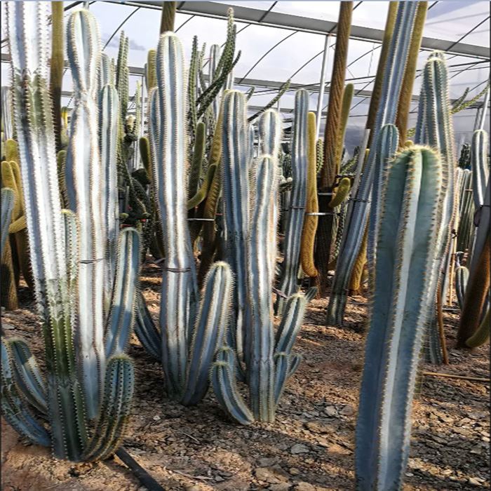 pilosocereus pachycladus cactus