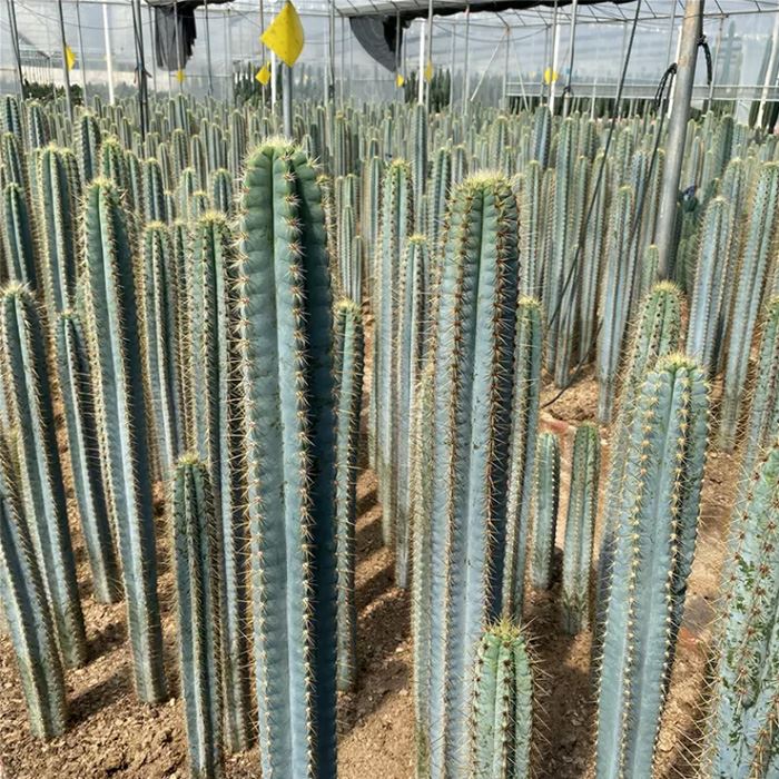 blue columnar cactus