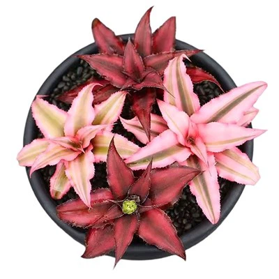 Cây Bromeliad Cryptanthus