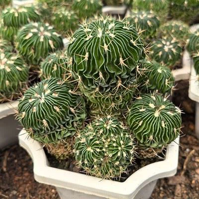 Echinofossulocactus Đa trạng thái