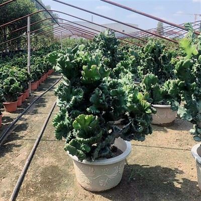 Euphorbia Lactea F Cristata