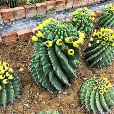 Ferocactus Horridus V Brevispinus