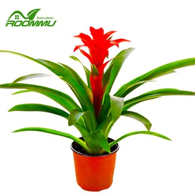Cây hoa Guzmania Allura