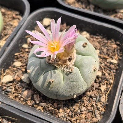 Cây xương rồng nút Mescal Peyote