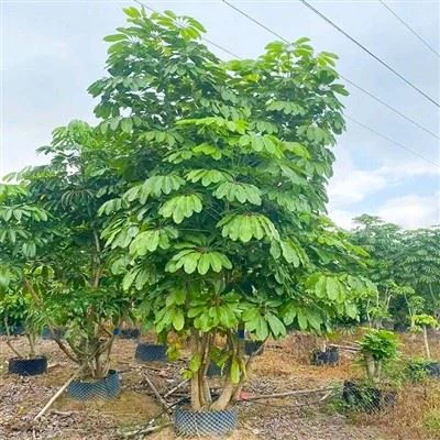 Cây Actinophylla Schefflera