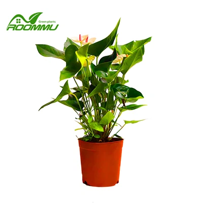 Hồng hạc trắng Anthurium